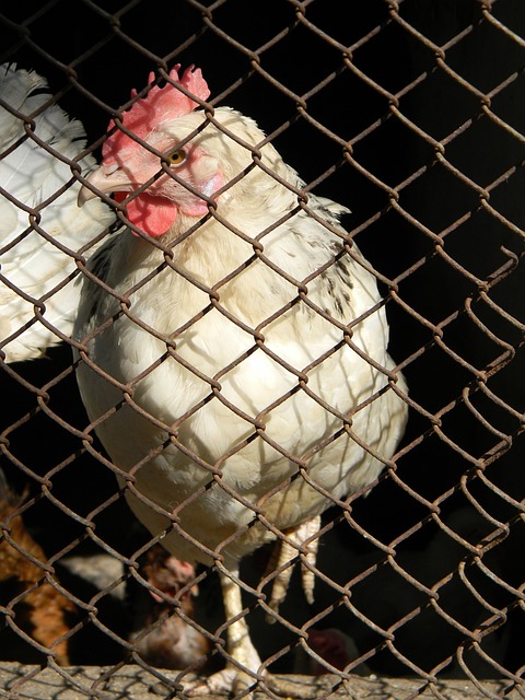 悉尼FC常 悉尼FC常